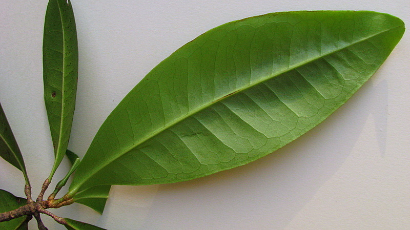 Image of Esenbeckia grandiflora Mart.