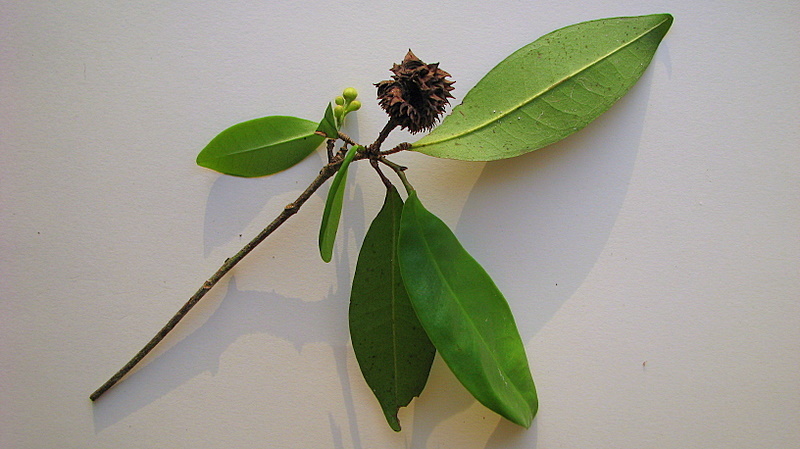 Image of Esenbeckia grandiflora Mart.