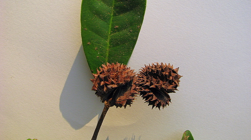 Image of Esenbeckia grandiflora Mart.