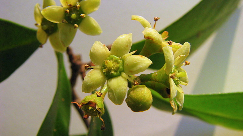 Image of Esenbeckia grandiflora Mart.