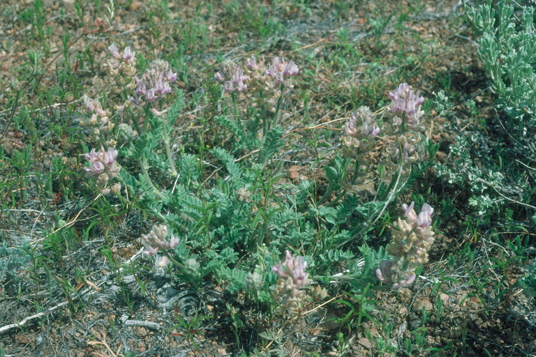 Image of Anderson's milkvetch