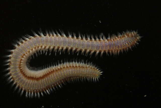 Image of fire worms