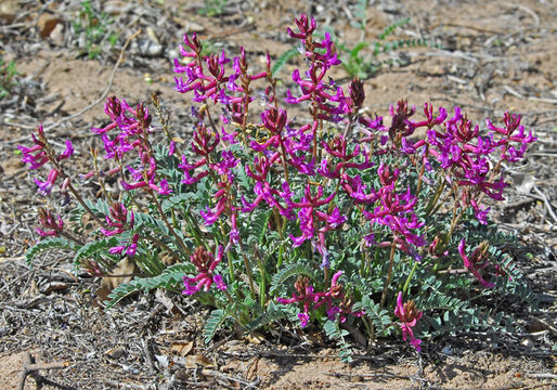 Sivun Astragalus cyaneus A. Gray kuva