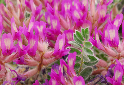 Image de Astragalus mollissimus var. matthewsii (S. Wats.) Barneby