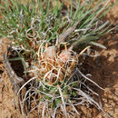 Image of Grama Grass Cactus