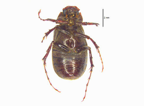 Image of Macrodactylini