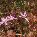 Image of Dwarf Brodiaea