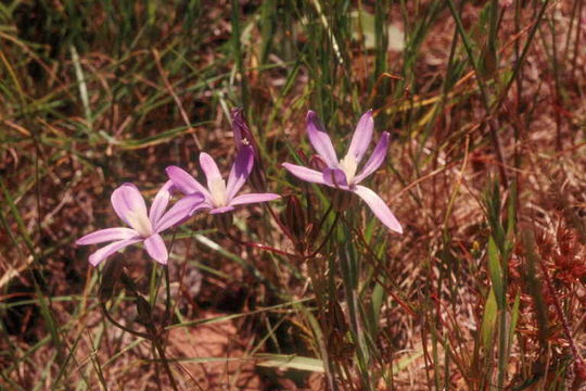 Brodiaea minor (Benth.) S. Watson的圖片