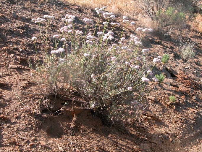 Image of Eastern Mojave buckwheat