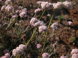 Image of Eastern Mojave buckwheat