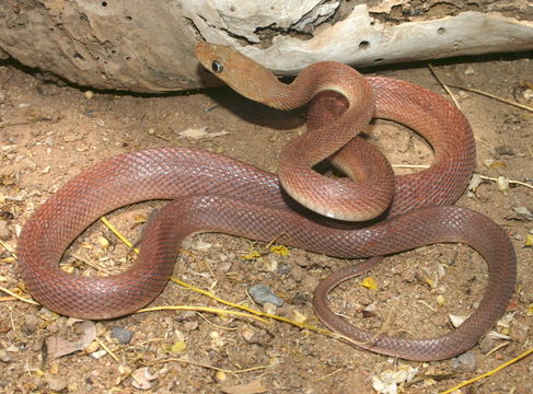 Image of Baja California Rat Snake