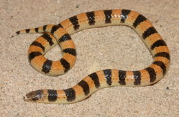 Image of Banded Sand Snake