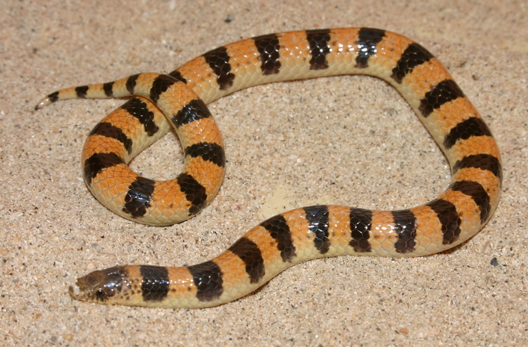 Image of Banded Sand Snake