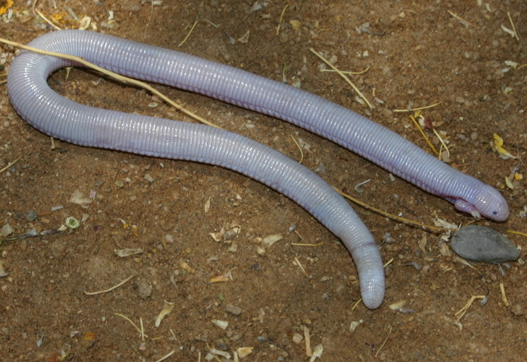 Image of Mexican mole lizard