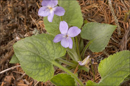 Image of hairy violet