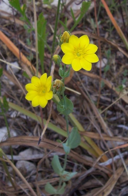 Image of Yellow Wort