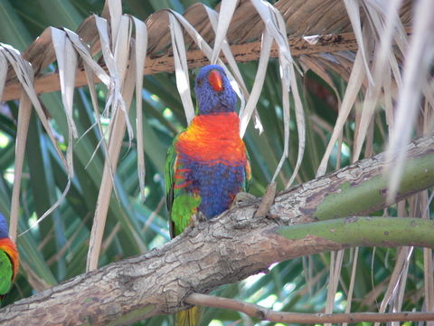 Image of Rainbow Lorikeet, Coconut Lorikeet