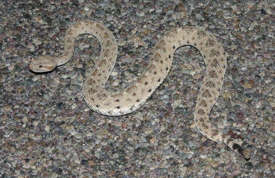 Image of Sidewinder Rattlesnake