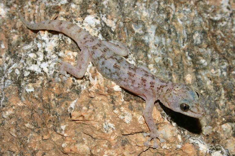 Image of Peninsula Leaf-toed Gecko