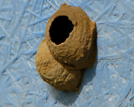 Image of Potter wasp