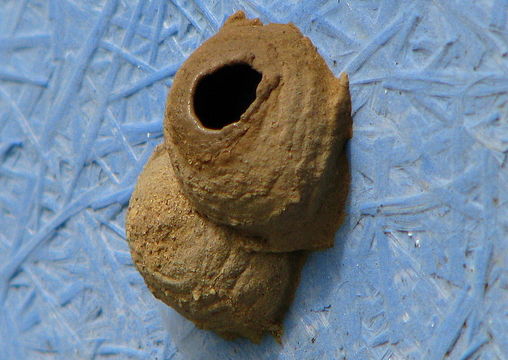 Image of Potter wasp