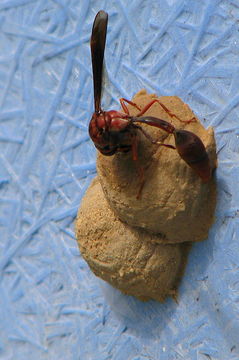 Image of Potter wasp