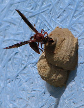 Image of Potter wasp