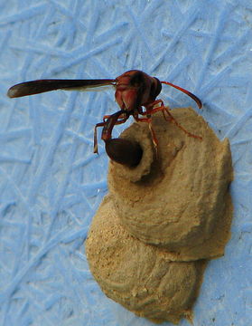 Image of Potter wasp