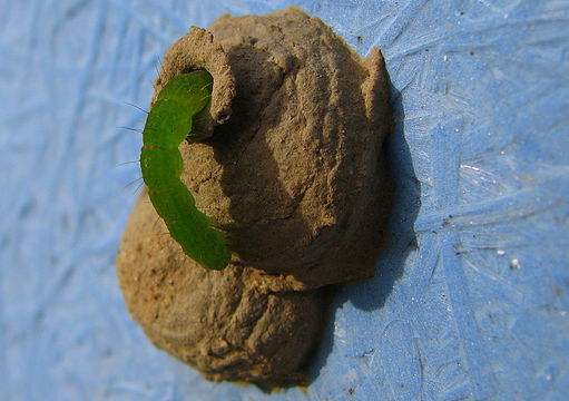 Image of Potter wasp