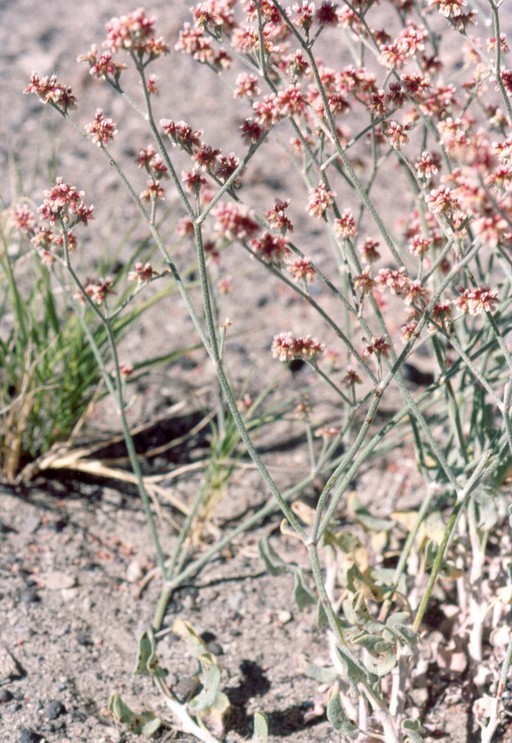 Image of money buckwheat