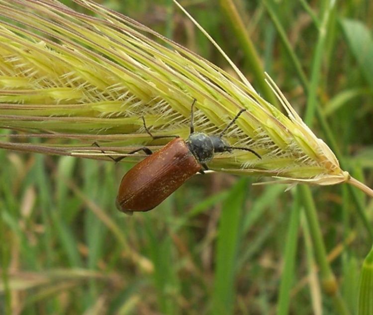 Image of <i>Omophlus lepturoides</i>