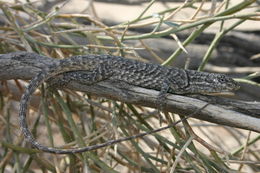 Image of Brush Lizard