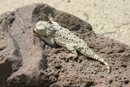 Image of Desert Horned Lizard