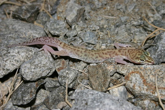 Image of Western Banded Gecko