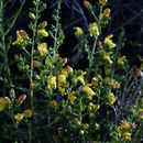 Image of snapdragon penstemon