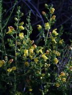 Image of snapdragon penstemon