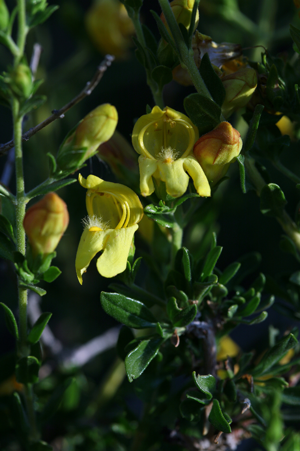 Image of snapdragon penstemon