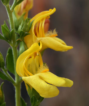 Image of snapdragon penstemon