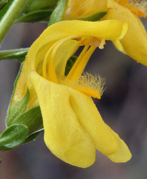 Image of snapdragon penstemon