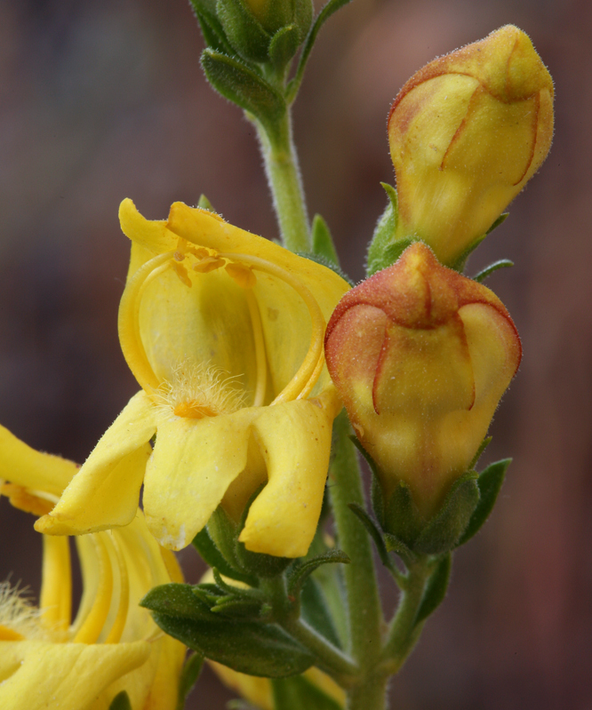 Image of snapdragon penstemon