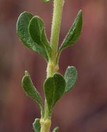 Image of snapdragon penstemon