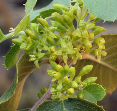 Image of <i>Rhamnus ilicifolia</i>