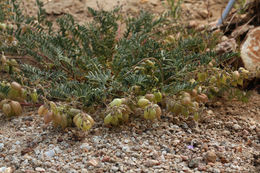 Sivun Astragalus lentiginosus var. fremontii (A. Gray ex Torr.) S. Watson kuva