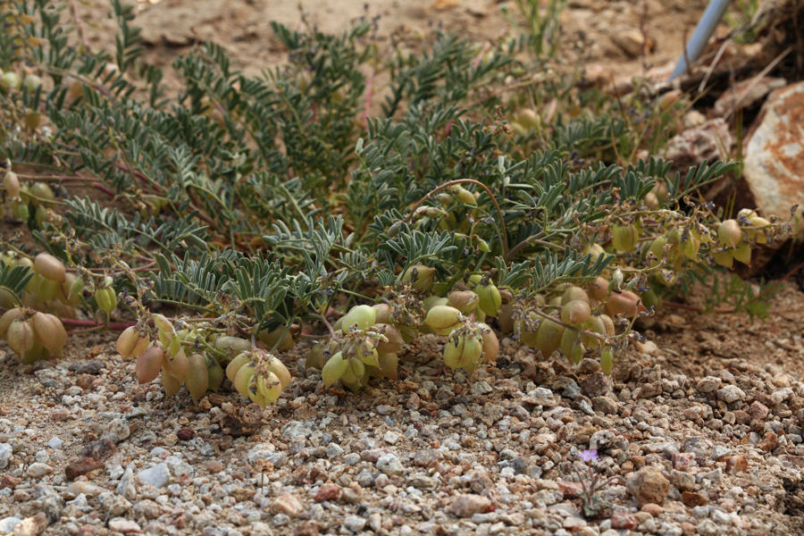 Sivun Astragalus lentiginosus var. fremontii (A. Gray ex Torr.) S. Watson kuva