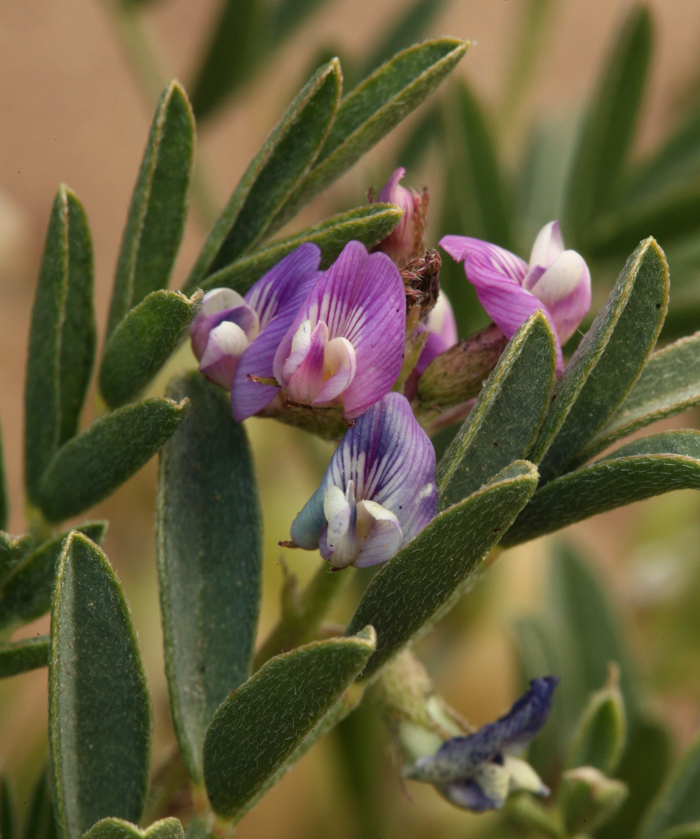 Imagem de Astragalus lentiginosus var. fremontii (A. Gray ex Torr.) S. Watson