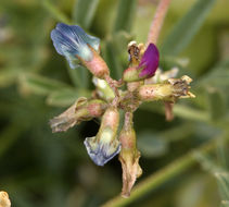 Image de Astragalus lentiginosus var. fremontii (A. Gray ex Torr.) S. Watson