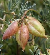 Image de Astragalus lentiginosus var. fremontii (A. Gray ex Torr.) S. Watson