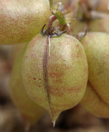 Imagem de Astragalus lentiginosus var. fremontii (A. Gray ex Torr.) S. Watson