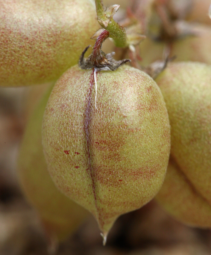 Imagem de Astragalus lentiginosus var. fremontii (A. Gray ex Torr.) S. Watson