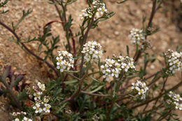 Image of mountain pepperweed